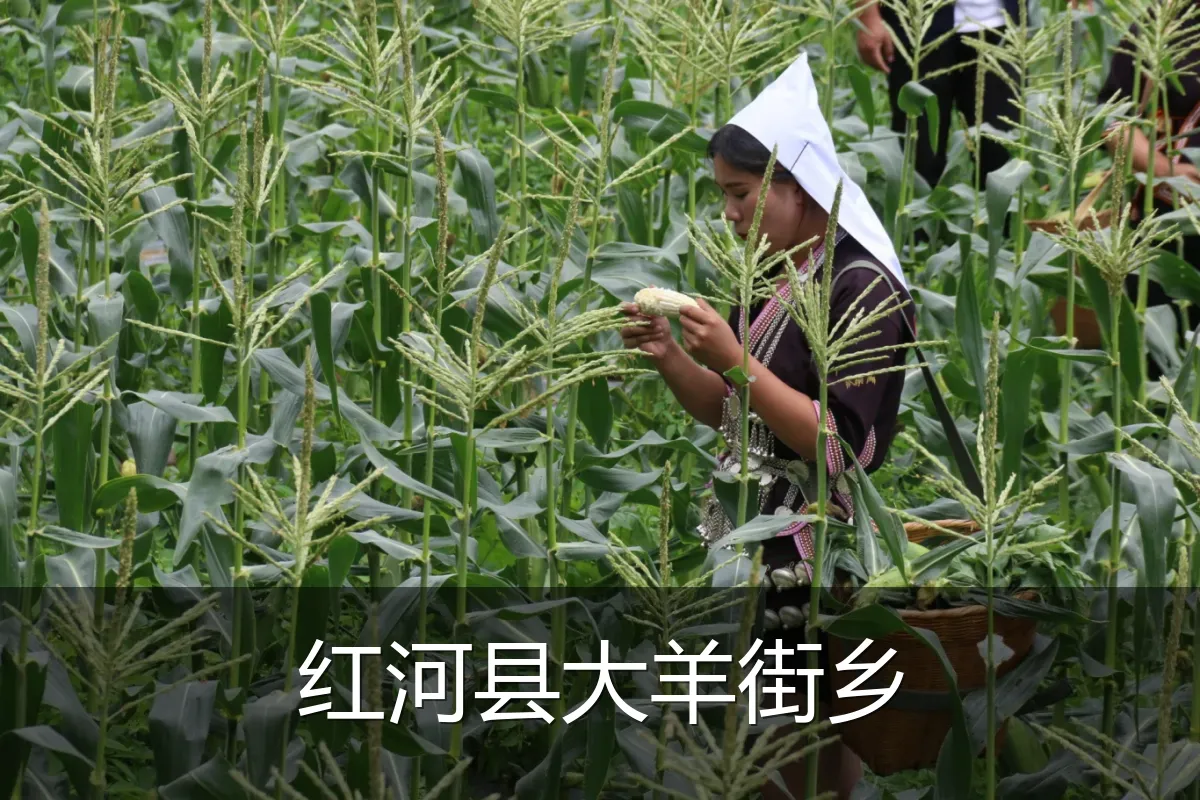 红河县大羊街乡